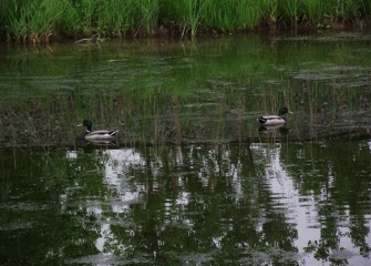 Male mallards have iridescent green heads with yellow bills, on mostly gray bodies.