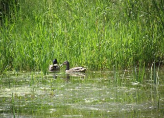 Mallards are omnivorous (eating both plant and animal substance), feeding on roots, plants and seeds, or fish eggs, insects and small fish, for example.