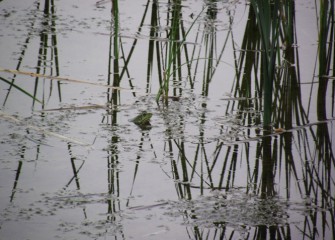 A green frog waits for a possible meal.