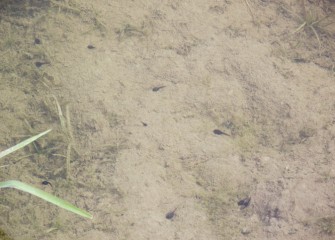 Thousands of tadpoles were seen in the Geddes Brook and Nine Mile Creek wetlands this spring.
