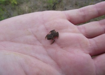 This young fowler’s toad, not long ago a tadpole, will return to shallow water to breed and can grow to about 3 inches long.