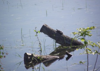 When not sunning itself as here, the painted turtle hunts along the water bottom, eating small fish and insects.