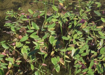 Geddes Brook wetlands will become part of a “green corridor” connecting habitat from Onondaga Lake to upland sites.