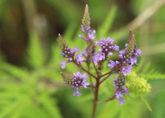 Blue vervain, a native wildflower, blooms in the wetlands.