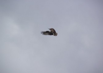 An osprey is spotted flying near Nine Mile Creek.