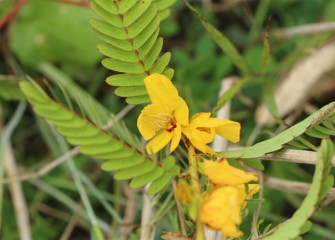 Partridge pea flowers also beautify the area.