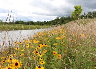 The banks of Nine Mile Creek become colorful with blooming black-eyed Susans.