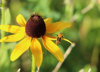 A soldier beetle clings to a black-eyed Susan petal.