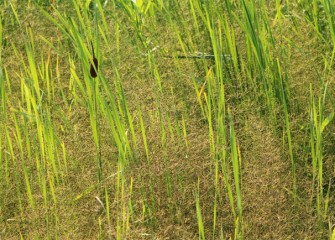 Young cattails in the Nine Mile Creek wetlands.
