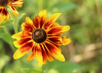 Dogtooth daisies bloom late summer to early fall, and attract bees, butterflies and birds.