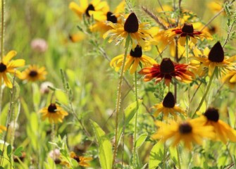 Native plants produce a beautiful progression of blooms and textures.