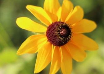 Black-eyed Susan pollen attracts a variety of butterflies, while birds later enjoy eating the seeds.