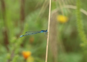 A damselfly rests.