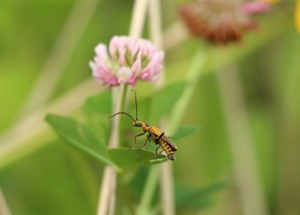 A soldier beetle rests on a spotted Joe-pye weed leaf, in front of a red clover.