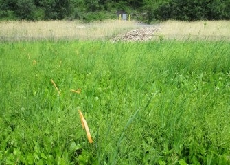 Cattails and burweed stand tallest in this wet area, with water plantains below.