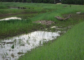 A variety of plants and natural habitat structures installed in the wetlands will attract a diversity of wildlife.