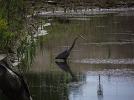 Sportsmen's Days participants learned about habitat improvements at Geddes Brook wetlands and Nine Mile Creek. Above: A great blue heron hunts for fish in Geddes Brook.