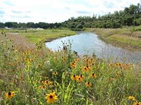 Nine Mile Creek is becoming part of a green corridor connecting habitat from Onondaga Lake to the Geddes Brook wetlands. Its habitat will continue to improve as plants mature.