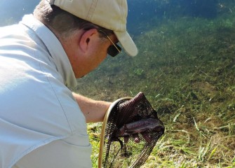 Jim Fitzgerald nets a rainbow trout caught by Aaron Butler and releases it back into the brook.