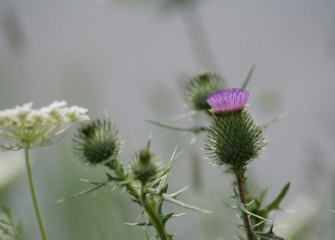 This spear thistle (foreground) and other species not planted appear before native species are fully established.