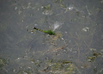 A female Eastern Pondhawk, a type of dragonfly, sits atop aquatic vegetation.  Females are bright green while males of this species are bright blue.