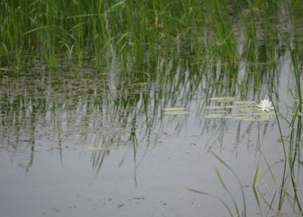 The native American white water lily’s fragrant flowers usually open early morning and close around noon.