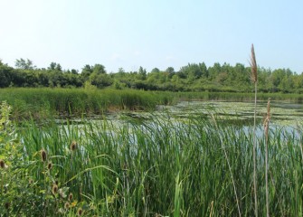 Native plants now flourish in the 14-acre restored LCP wetlands habitat, completed by Honeywell in 2007.