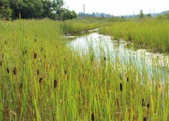 Cattails and other native plants now grow abundantly in an area where invasive species once dominated. SUNY- ESF, Audubon and Ducks Unlimited provided input into the design of the restored wetlands.