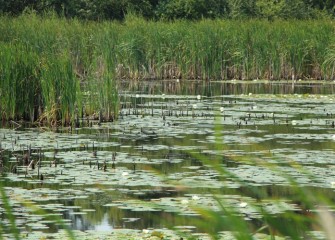 Healthy habitat near and around Onondaga Lake is key to the survival of bird and wildlife species in the area.