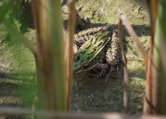 The leopard frog is an important “bioindicator” species, meaning the health and number of frogs show the health of the surrounding ecosystem.