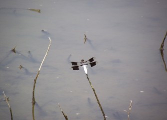 The common whitetail is a medium sized dragonfly. Mature males have a white abdomen and partially clear wings.