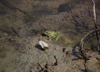 A leopard frog hunts by waiting until prey comes by.