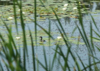 The pied-billed grebe, a migratory brown water bird with a chicken-like beak, is listed as a threatened species in New York.