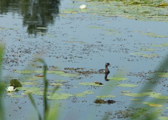 The pied-billed grebe is a shy bird, migrating at night, and diving underwater when it senses danger.