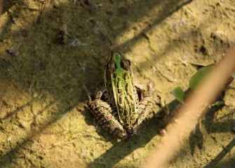 The leopard frog’s population has declined significantly since the 1970s, although it was once the most common frog in North America.
