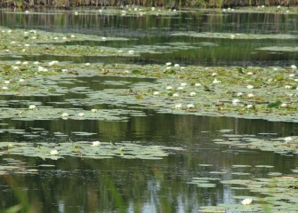 Honeywell is committed to reestablishing thriving, natural habitats as part of the Onondaga Lake cleanup.