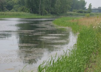 More than twenty native species were planted in four different areas of the wetlands; the species planted in each area depends on depth of water.