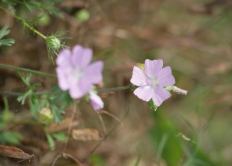 Wild geranium, a native species, blooms in the new wetlands.