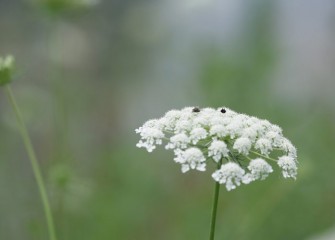 Queen Anne’s lace flowers, mostly white with a single dark purple bud in the center, attract insects.