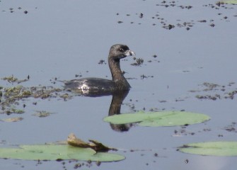 The pied-billed grebe’s signature feature is a black stripe that appears on its white bill during mating season.