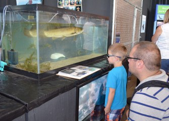 Exhibits include some of the fish found in Onondaga Lake, like the primitive species called bowfin, or sometimes dogfish.