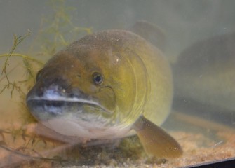 According to exhibit partner Onondaga County’s Save the Rain program, Onondaga Lake “now resembles other regional lakes with respect to: number of fish species present, the balance of the fish community, the extent of aquatic vegetation and summertime water clarity.”