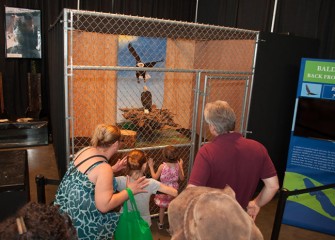 Especially popular with fairgoers was the Bald Eagle provided by Onondaga Lake exhibit partner Montezuma Audubon Center.