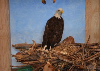 More than 20 bald eagles have been seen at one time wintering near the shores of Onondaga Lake in recent years, as well as several resident eagles in other seasons.