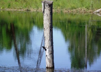A red-winged blackbird perches on the side of this trunk added to enhance the wetlands habitat.