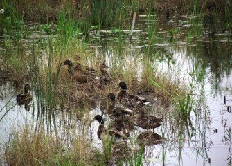 Mallards nest on dry ground close to water. Mallards eat both aquatic and land vegetation, as well as insects, larvae and other invertebrates.