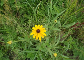 A black-eyed Susan surrounded by a variety of other plant species.