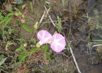 Wild morning glory blooms.