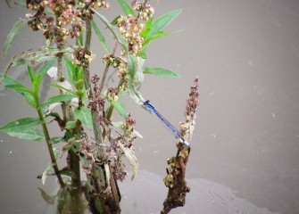 A common bluetail damselfly rests on Pennsylvania smartweed, a native plant.