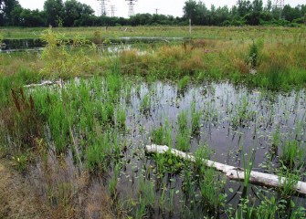 The Geddes Brook wetlands continue to develop, showing a healthy diversity of plants and animals.